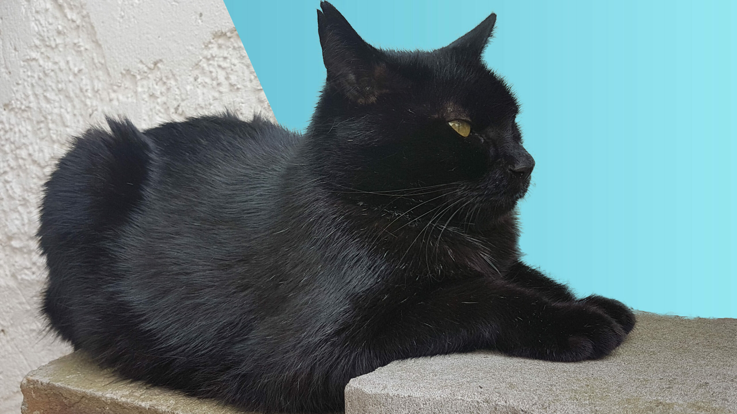 Schwarze Katze liegt auf zwei Ziegelsteinen. Der Hintergrund ist hinter der Katze in eine weiße und blaue Fläche geteilt.